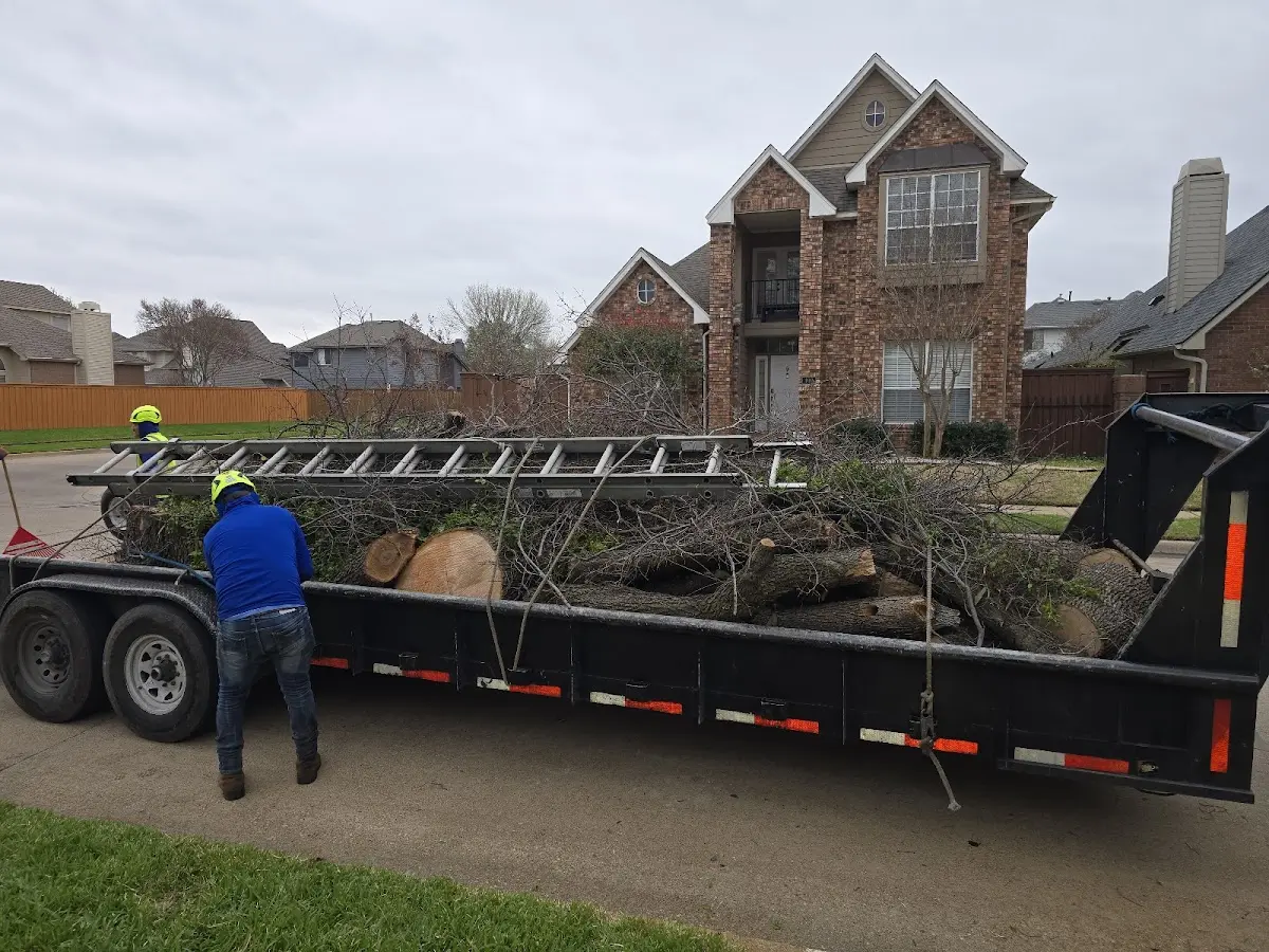 Expert Tree Pest Control with proper safety equipment in Carlock